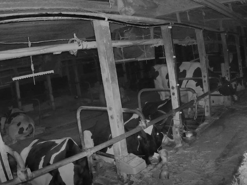 川上牧場の見守りカメラが夜間に映した牛舎